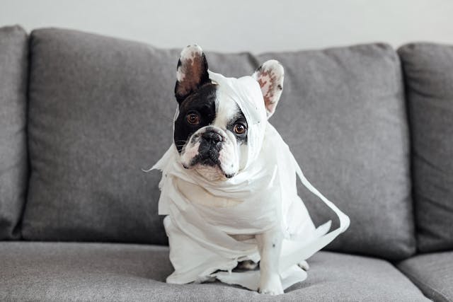 COME DISABITUARE UN CUCCIOLO A FARE I BISOGNI IN CASA