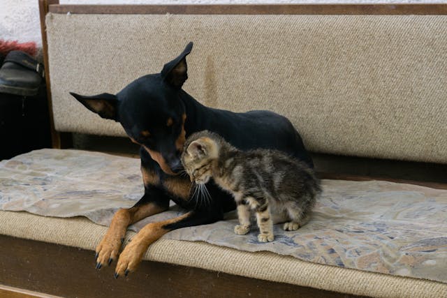 COME PREPARARE LA CASA ALL'ARRIVO DI UN CUCCIOLO